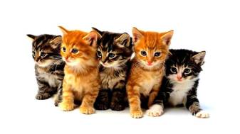 Kitten Wallpapers and Background Pictures