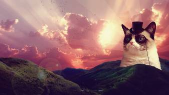 Cool Kittens Pc Background free Wallpapers