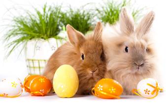 Animal, Easter, Holiday, Christmas, Rabbit, Picture, High quality