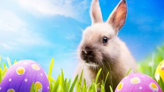 Cute Easter Bunny Wallpaper for Desktop