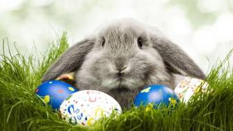 1920x1080 Easter Bunny free Wallpaper