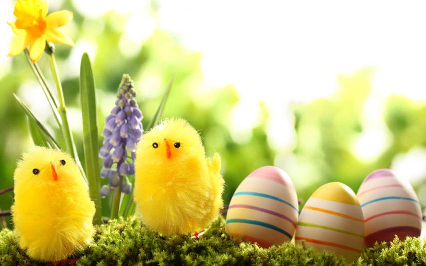Cool Easter Chick Wallpaper