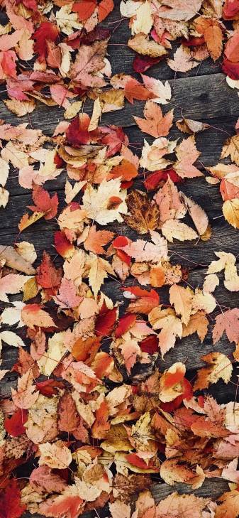 Fall image Wallpapers for iPhone