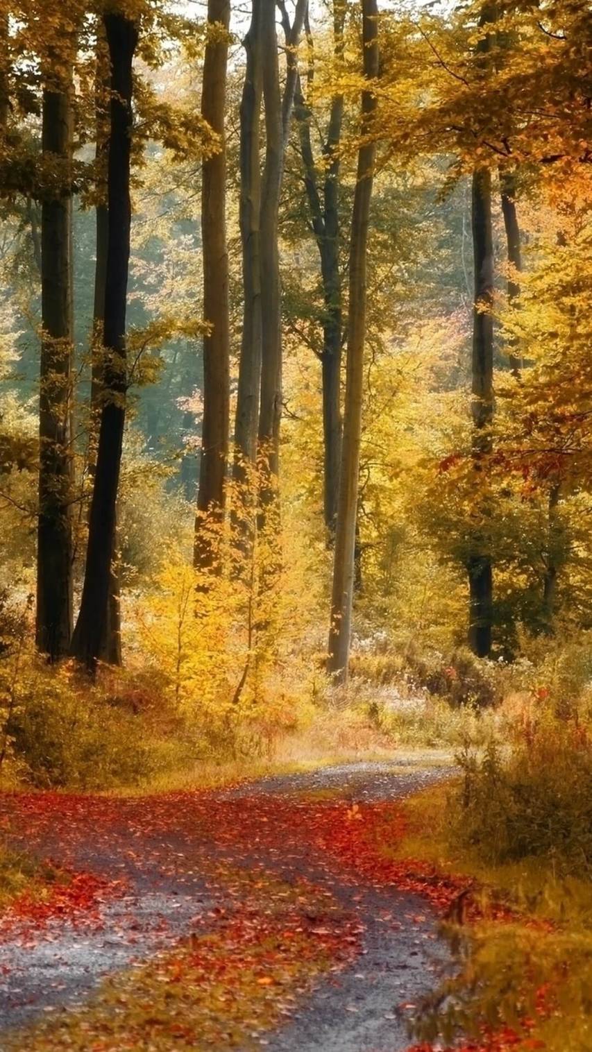Fall Forest Landscape Wallpapers for iPhone