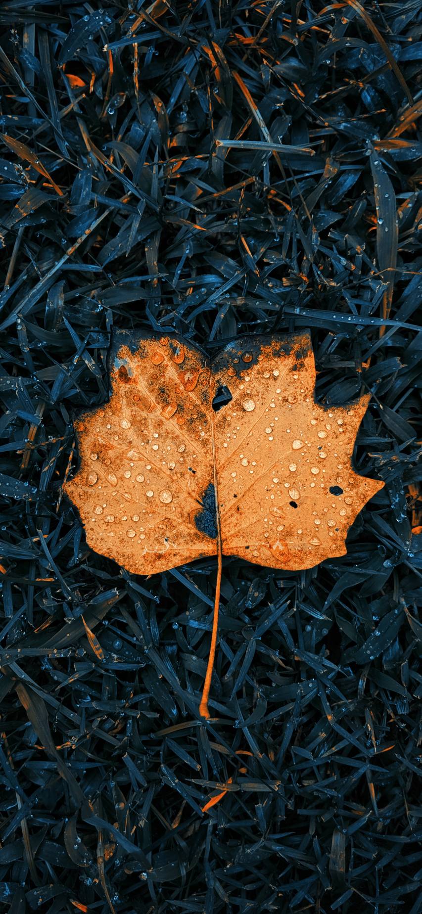 Fall iPhone Background Wallpapers