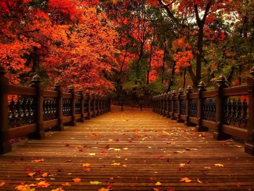 Gorgeous Fall Background Wallpapers for Computer