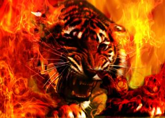 Fire Tiger Beautiful Backgrounds