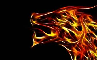Fire Animal image Backgrounds