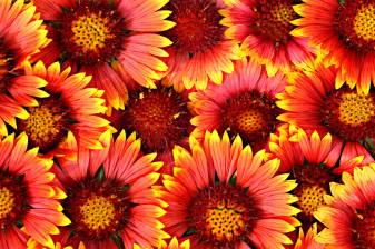 Flower Wallpapers and Background Pictures