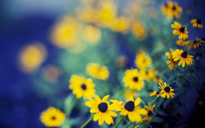 Yellow Flowers hd Desktop Backgrounds