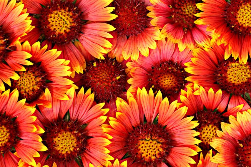 Flower Wallpapers and Background Pictures