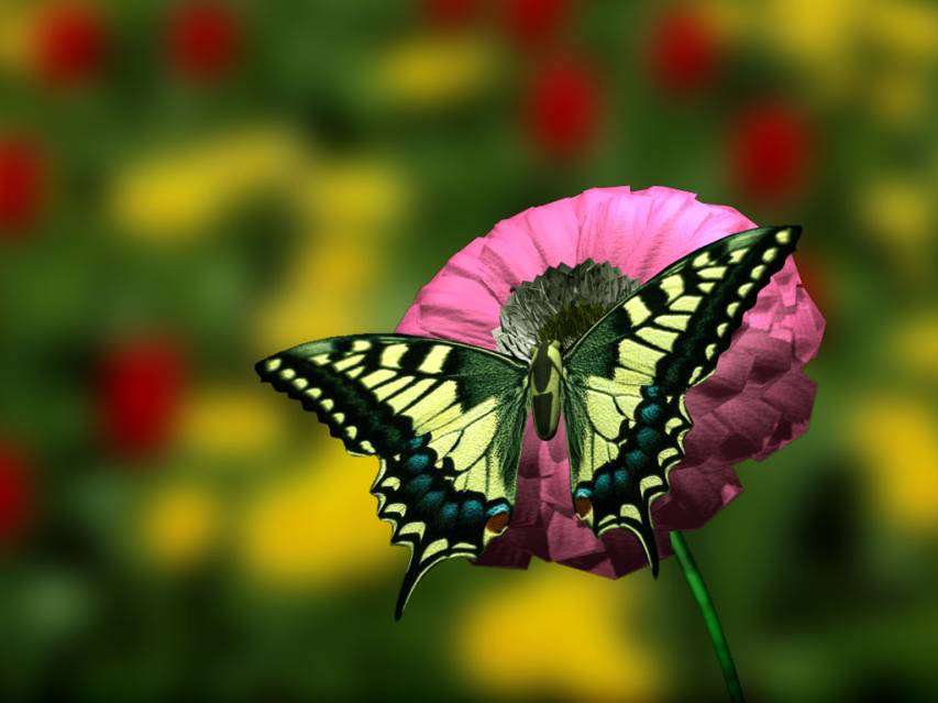 insect and Flower free Backgrounds