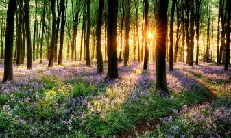 Sunloght, flowers, Trees, Nature, Forest Wallpapers