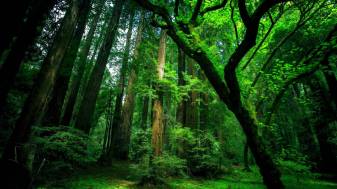 Ultra hd Forest Green Pictures 1080p