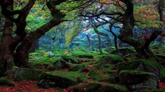 The Most Beautiful Forest Wallpaper Photos