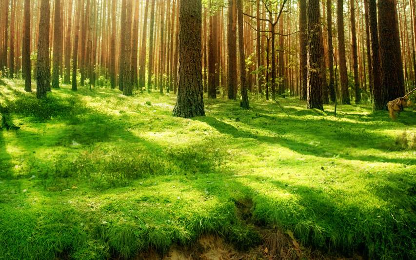 Amazing Forest Wallpapers for Computer