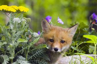 Nature, Animals, Cute Fox Wallpapers and Background pictures