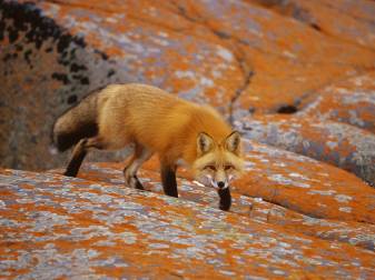 Autumn, Fall, Animal, Red Fox Pc Backgrounds