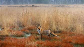Fall, Animal, Nature, Wonderful Red Fox Wallpapers 1080p
