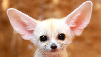 White Cute Fennec Fox Backgrounds image for Laptop