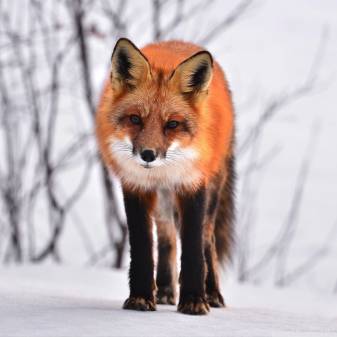 Winter, Snow, Animals, Cute Fox Wallpapers for iPad Pro