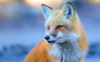 Animals, Winter, Kawaii Fox Backgrounds for Desktop