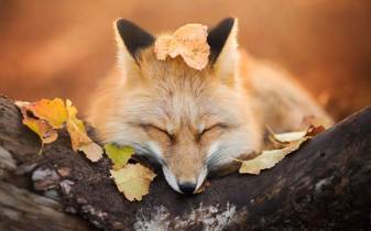 Sad, Baby, Animals, Autumn, free Desktop Fox Wallpapers