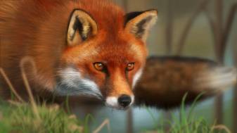 Cool Fox Wallpapers, 1080p, Red Fox