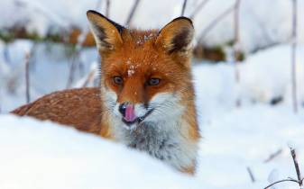 Awesome Snow Fox hd Desktop Wallpapers