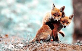 Baby, Animals, Two Fox hd Desktop Wallpapers