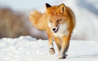 Winter, Snow, Animal, Desktop Fox Wallpapers Picture