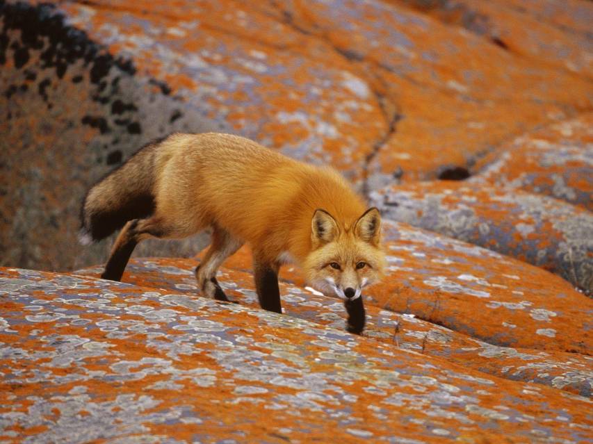 Autumn, Fall, Animal, Red Fox Pc Backgrounds