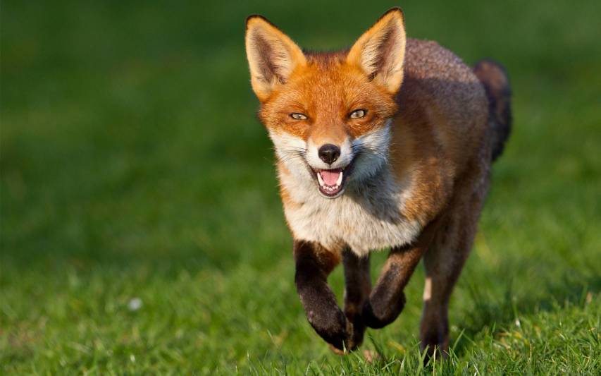 Super Animal Fox Wallpapers Pic for Pc