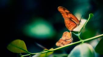 Free Pictures of 4k Butterfly hd Backgrounds image