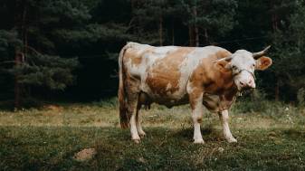 4k Cow in Nature Scenery Wallpapers