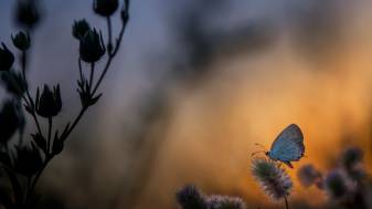 4k Blurred Butterfly on plant hd image Wallpapers
