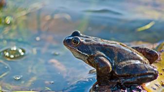 4k frog image Pictures free