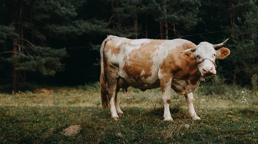 4k Cow in Nature Scenery Wallpapers