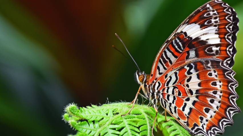 insect, Animal, Butterfly hd 4k Wallpapers