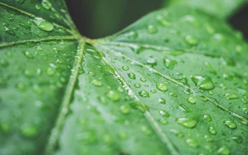 4k leaf and water drops hd Wallpapers