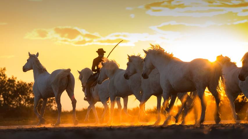 Horses, Sunset, Man, 1080p Cowboys Wallpapers