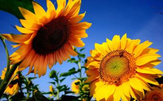 Sunflowers Free hd Desktop Picture Backgrounds