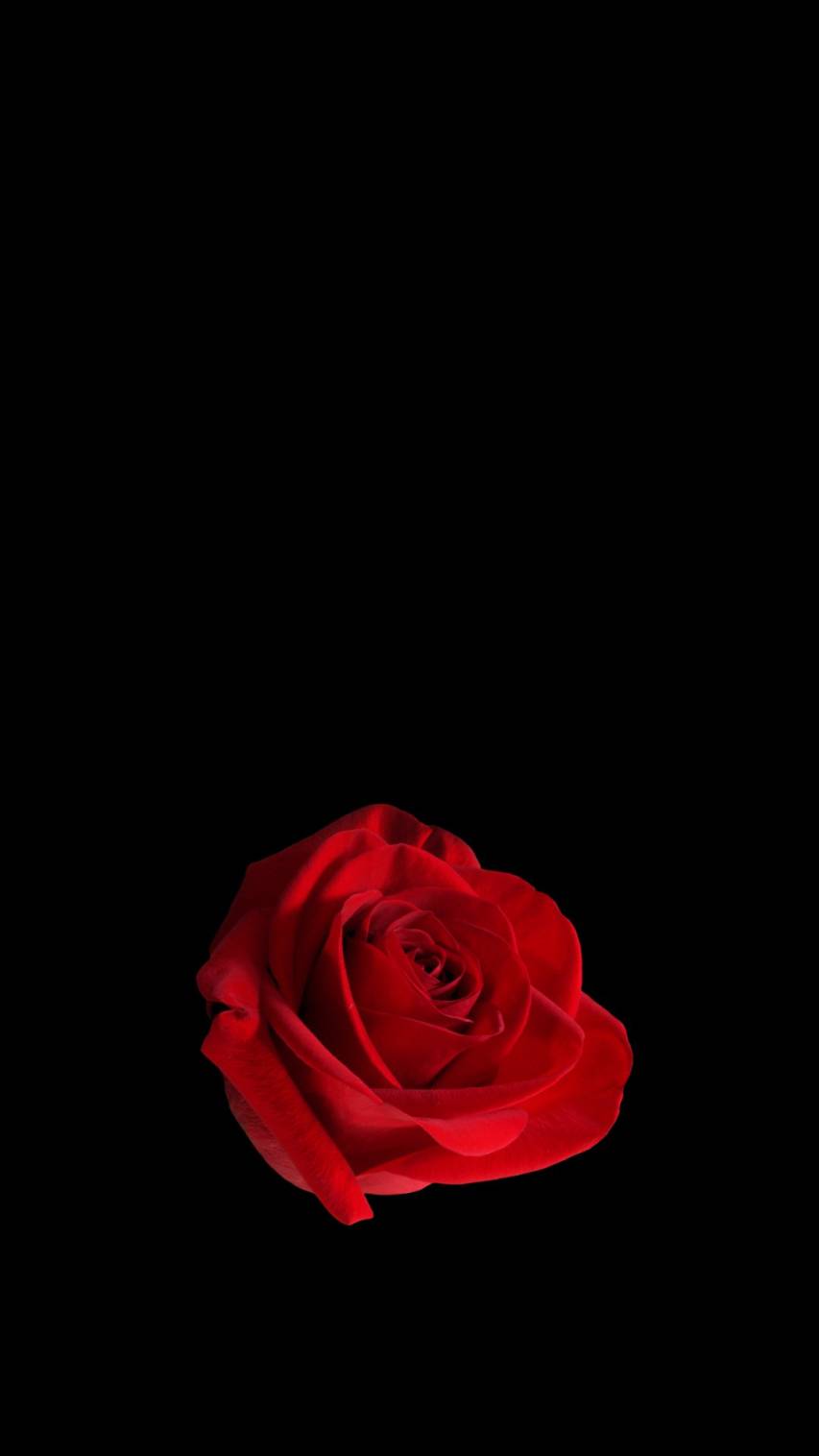 Red and Black Rose iPhone Backgrounds