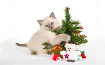 Funny and Cute Christmas Wallpapers for Desktop