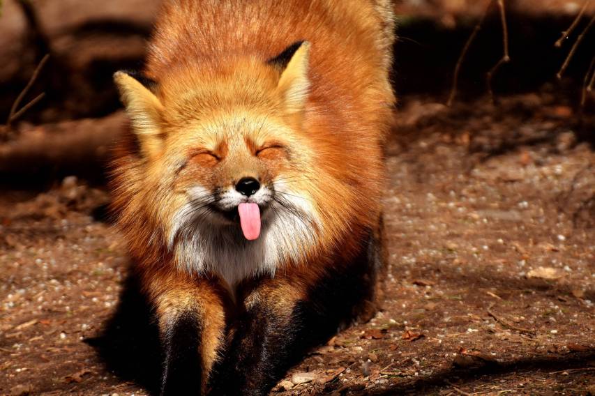 Grinning funny fox Desktop Background