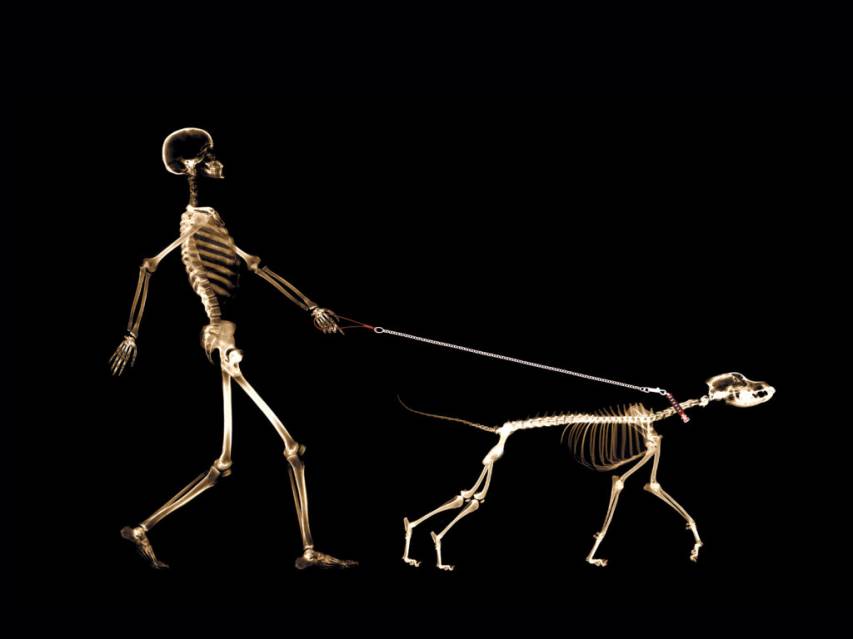Funny Skeleton Man and Dog Desktop Background