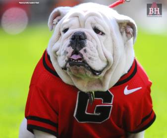 Dog, Georgia bulldogs Tablet Wallpapers, Android