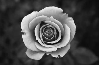 Gray Aesthetic Rose 4k hd Wallpapers for Laptop high Size