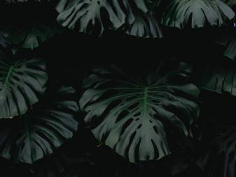Dark Green Aesthetic leaves Desktop Background images