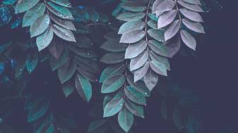 Green Aesthetic Leaf image Backgrounds 1080p